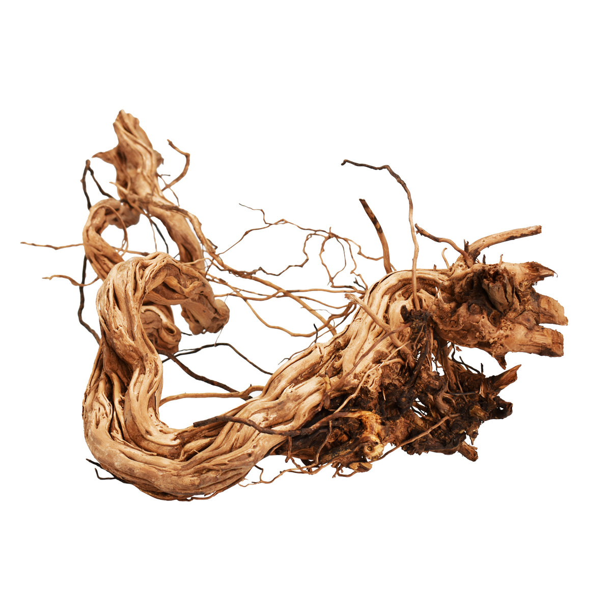 AQPET ZEN WOOD AZALEA DRAGON RADICE LEGNO SELECT