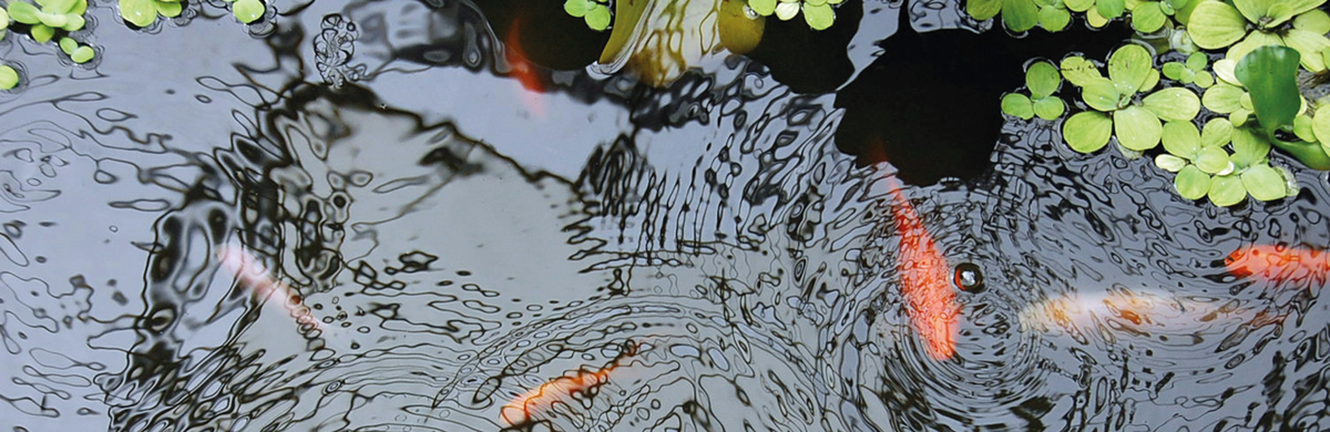 AQPond