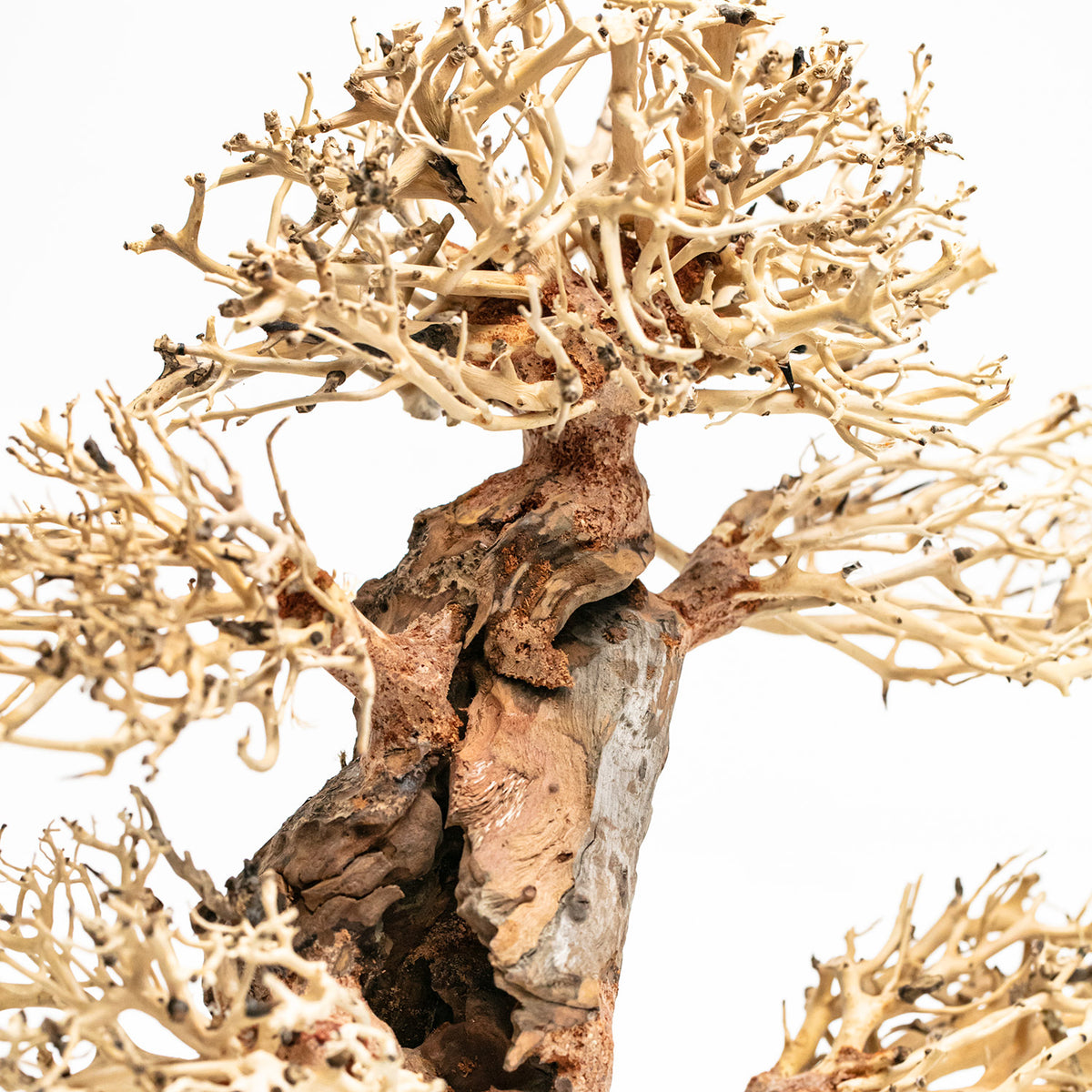 AQPET ZEN BONSAI WOOD