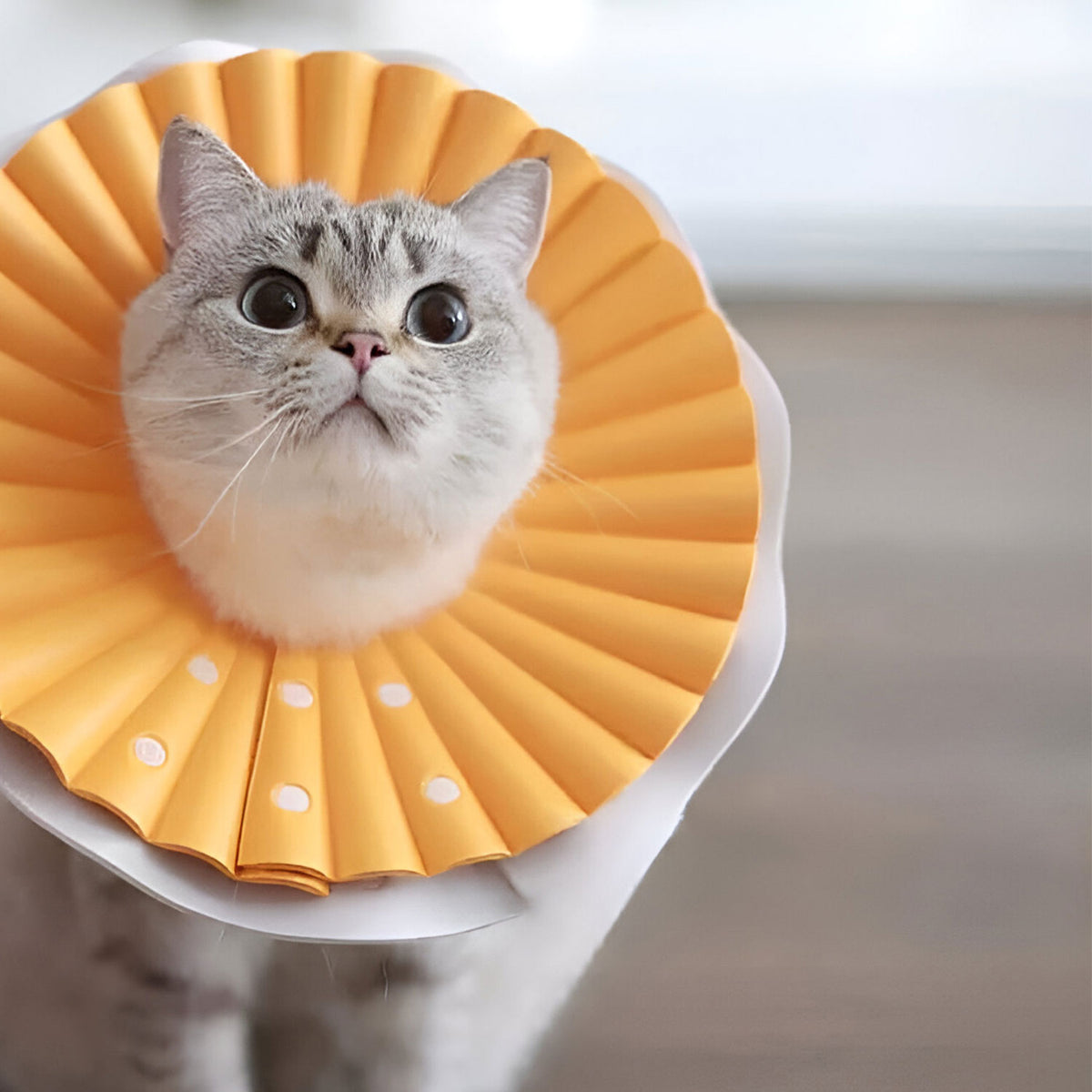 AQPET FRIENDS Soft Elizabethan Collar for Cats, Pets, Flexible and Lightweight Plastic, Double Layer, Adjustable and Comfortable, Post-Operative and Wound Protection