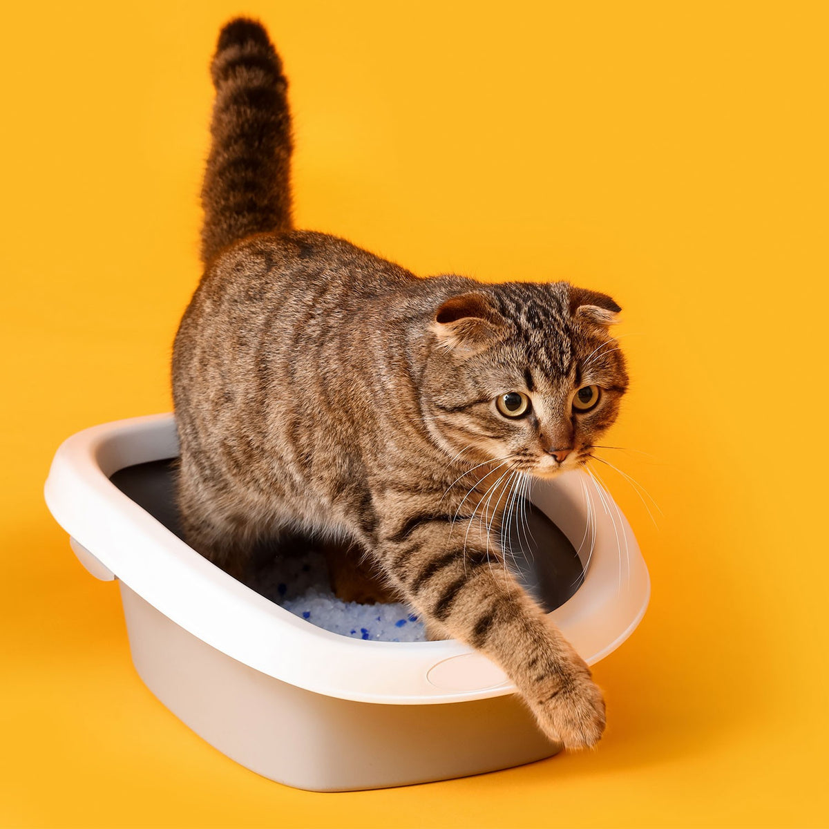 AQPET FRIENDS Lettiera In Silicio Catty Per Gatti Super Assorbente Antiodore Igiene Gatto
