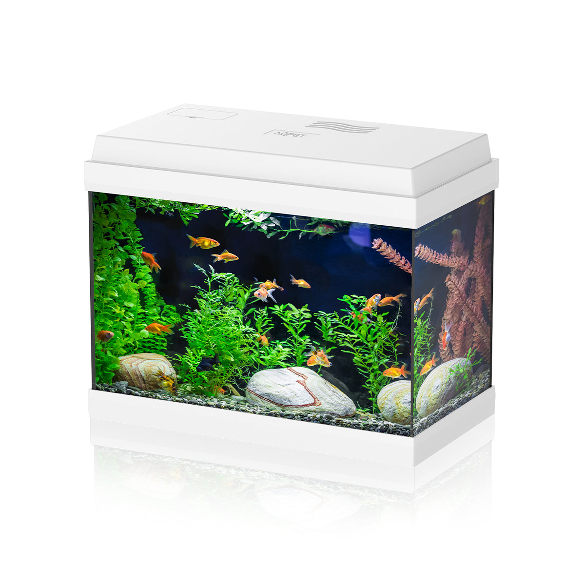 AQPET AQUARIUM SIMPLY LED 30 WHITE COMPLETE WITH LIGHT AND FILTER - 39X22X30 H CM
